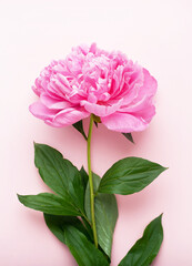 Pink peony flower on a pink background. Top view, vertical format. Concept Mother's Day, Family Day, Valentine's Day.