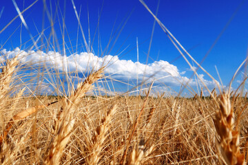 Fototapeta premium Wheat ears close up view in field against blue sky with clouds.