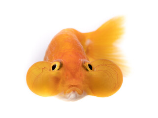 Bubble Eye goldfish with upward-pointing eyes that is accompanied by two large fluid-filled sacs