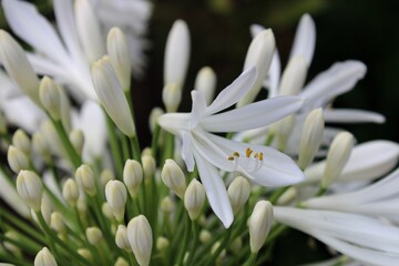 Una flor blanca 