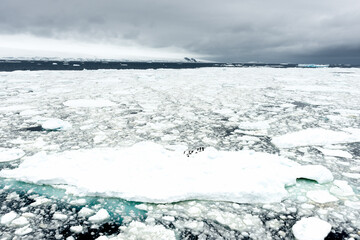 Penguins on the ice piece in the ocean