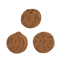 Coconut - whole nut coco pulp. Half tropical fruit. Vector illustration in hand drawn style.