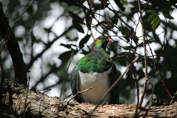 New Zealand Native Wood Pigeon