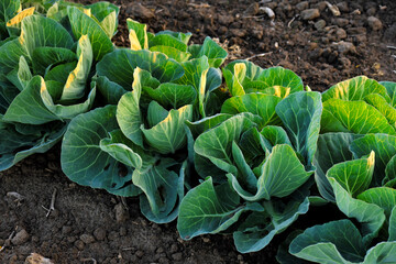 Landscape view of a freshly growing cabbage field.