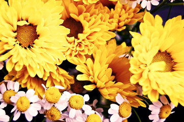 Macro rows of candied colorful ( red, green, orange and yellow) fruits. Pineapple and papaya bits.