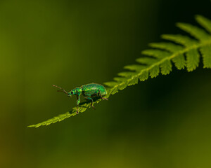 Green shimmering bug sitting on a fern leaf