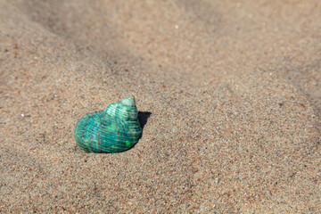 Seashells in the sand. There is a place for text.