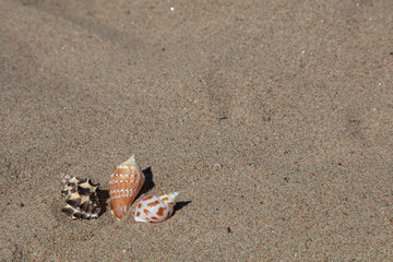 Fototapeta na wymiar Seashells in the sand, copy space. Concept: vacation, rest, relaxation