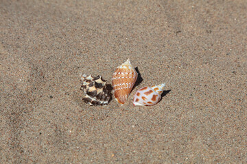 Fototapeta na wymiar Seashells in the sand. There is a place for text.