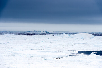 Fototapeta na wymiar Ice on the surface of the ocean in Antarctica