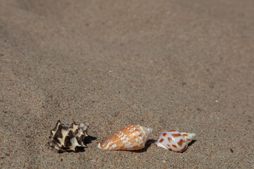 Three seashells in the sand.
There is a place for text