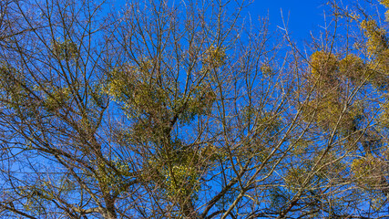 Yellow balls of mistletoe on tree branches on the classic blue background. Nature concept