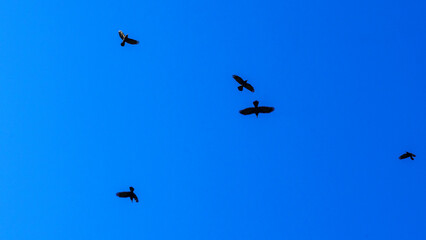 Flock of birds flying in the classic blue sky. Abstract background. Space for text.