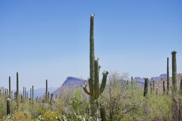 Saguaro cactus in Saguaro National Park, Tucson, Arizona, with other cacti and mountains in background.