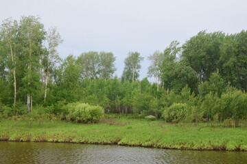 morning in the meadow landscape with trees