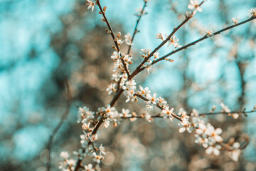 A light blue and teal floral themed image