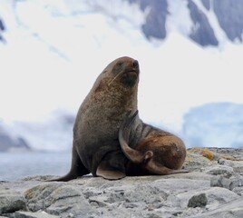 Fototapeta premium Fur seal scratching itself before snowy mountain, Antarctica