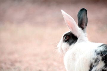 Black and White Rabbit Breed.