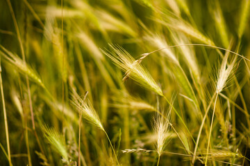 golden wheat field close up