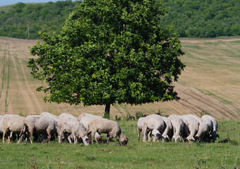 Fototapeta premium flock of sheep graze on a green lawn