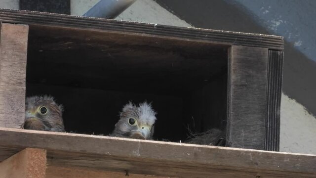 Turnfalken (Falco tinnunculus) am Nistkasten