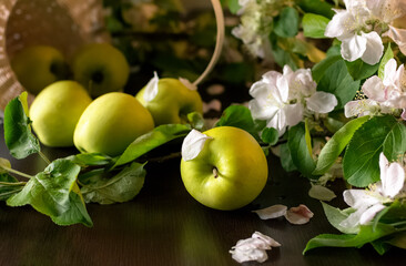 Fresh green apples, wicker basket and blossom branches in on dark wooden background. Selective focus.