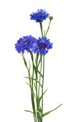 Fototapeta premium Beautiful blue cornflower isolated on white background