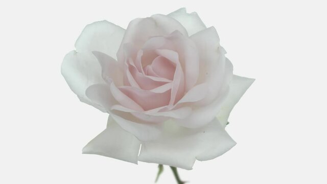 Pink rose isolated on white. Rose bloom in time lapse. Delicate roses bloom on a white background. Gentle light floral background. 