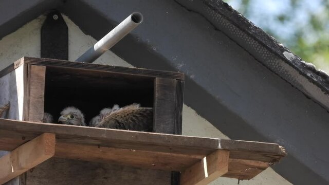 Turnfalken (Falco tinnunculus) am Nistkasten