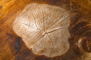 Wooden background, Cut tree pattern. Texture of cut and dry tree. Tree age rings. Cracks on the wooden background.
