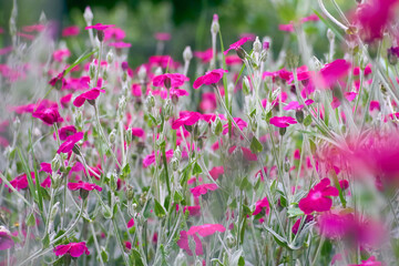 Obraz na płótnie Canvas Summer flowers blurred background Pink field flowers