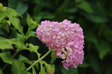 かざはやの里　満開のあじさい