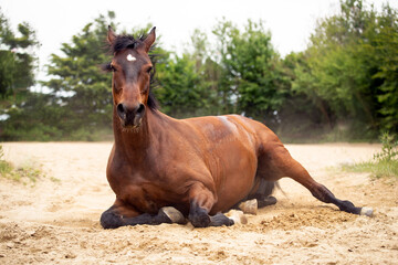 Pferd wälzt sich im Sand