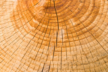 Wooden background, Cut tree pattern. Texture of cut and dry tree. Tree age rings. Cracks on the wooden background.