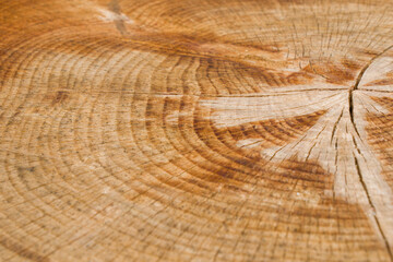 Fototapeta premium Wooden background, Cut tree pattern. Texture of cut and dry tree. Tree age rings. Cracks on the wooden background.