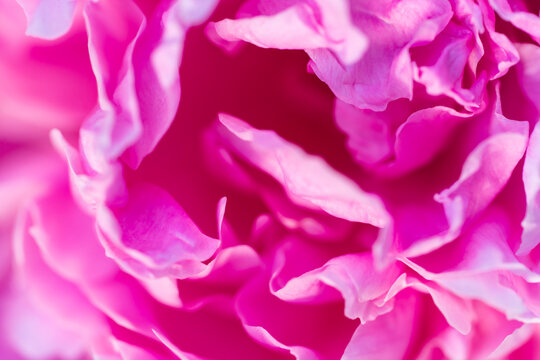 Pink austact image. Delicate peony flower texture. Soft focus photo