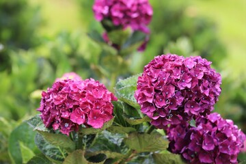 かざはやの里　満開のあじさい