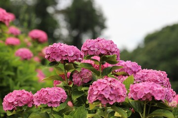 かざはやの里　満開のあじさい