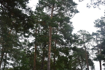Tall pines in the forest in Sunny weather