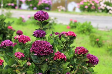 かざはやの里　満開のあじさい