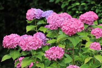 かざはやの里　満開のあじさい