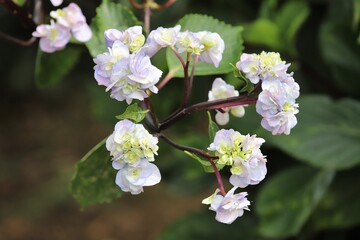 かざはやの里　満開のあじさい