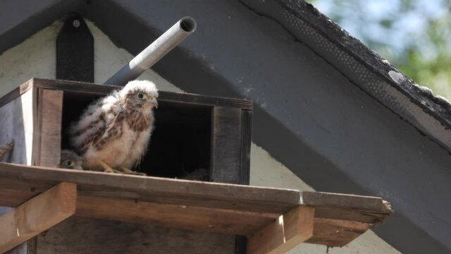 Turnfalken (Falco tinnunculus) am Nistkasten