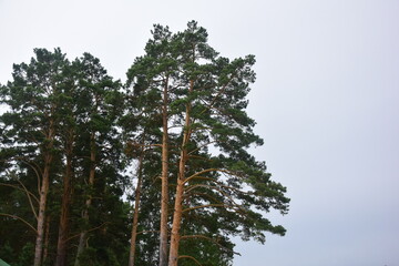 Tall pines in the forest in Sunny weather