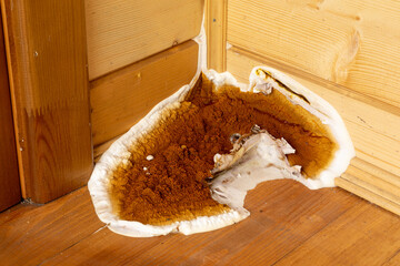 A large growing fungus (Serpula lacrymans) on the walls and floor of a residential building; it is...