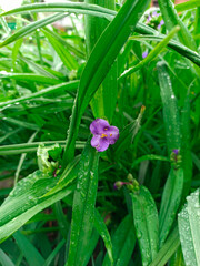 The flower of the Tradescantia Virginia in raindrops with green foliage. Flowers in rainy weather. A rare plant in the horizontal version.