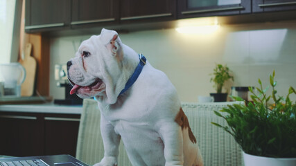 Close-up of a white english bulldog in the kitchen at home. In front there is a laptop.