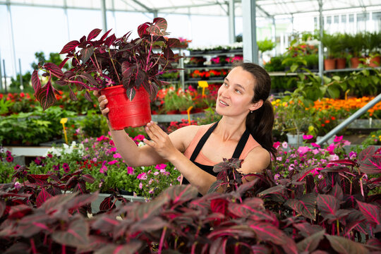 Happy female on plantation of Iresine Herbstii Brillantissima in her greenhouse