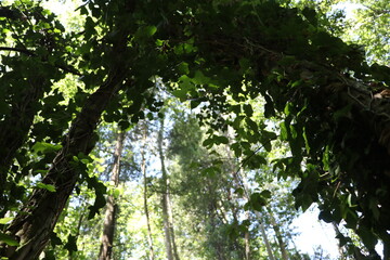 Natureza viva e verde