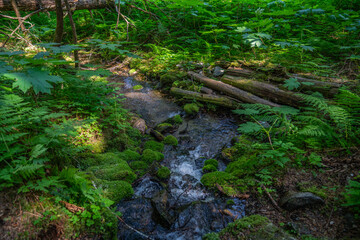 Fototapeta na wymiar Beautiful calm stream running through wilderness